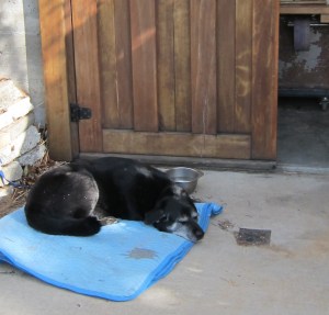 Isba guards the workshop