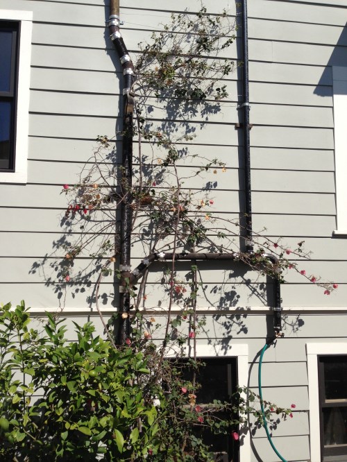 grey water with bouganvilla