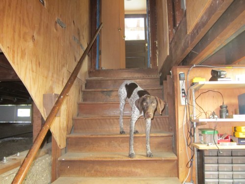 My Client wants to remove a major load bearing wall. His dog Io is concerned that the foundation is adequate to support the posts. 