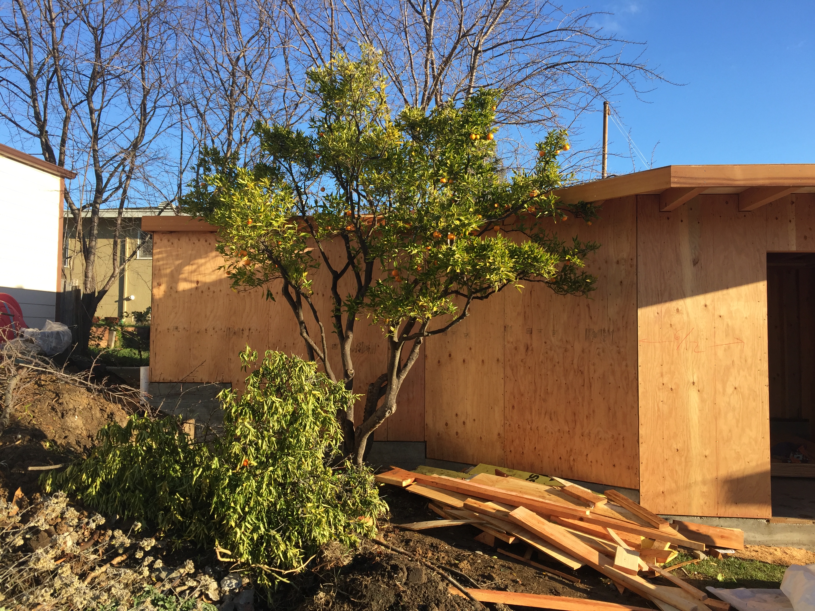 Little tree in the corner